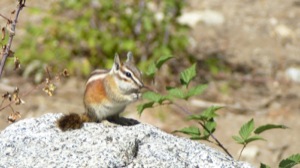 Streifenhörnchen